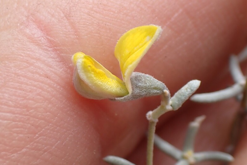 Aspalathus pedunculata photo 4