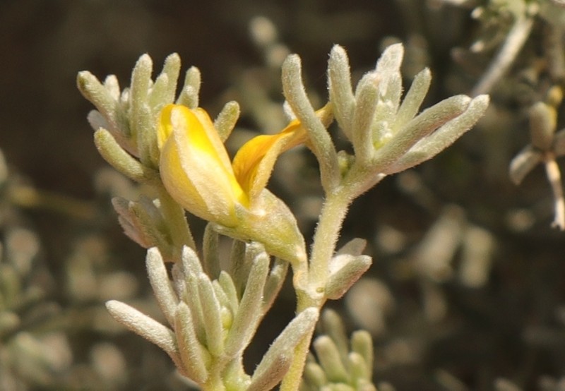 Aspalathus pedunculata photo 5