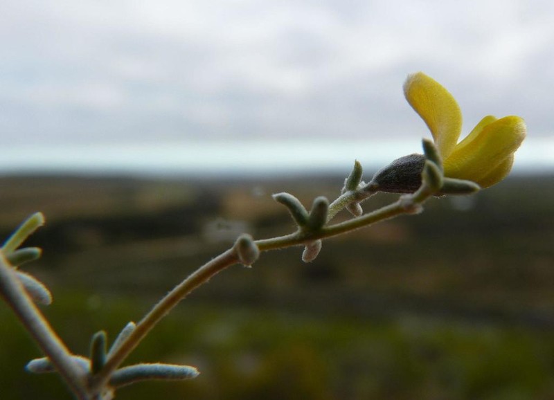 Aspalathus pedunculata photo 7