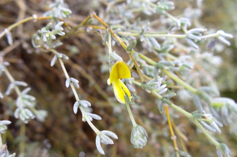 Aspalathus pedunculata photo 8