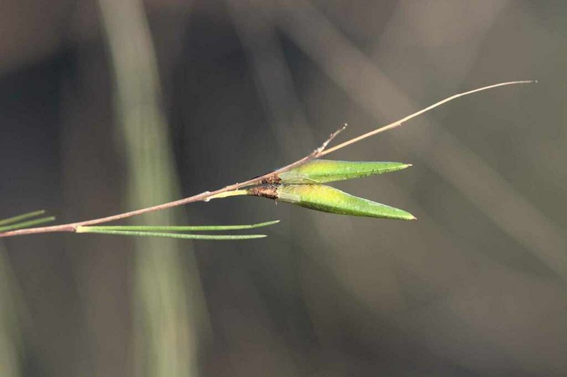 Aspalathus pendula