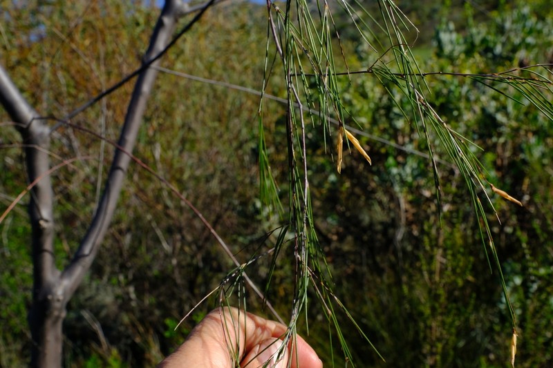 Aspalathus pendula photo 2