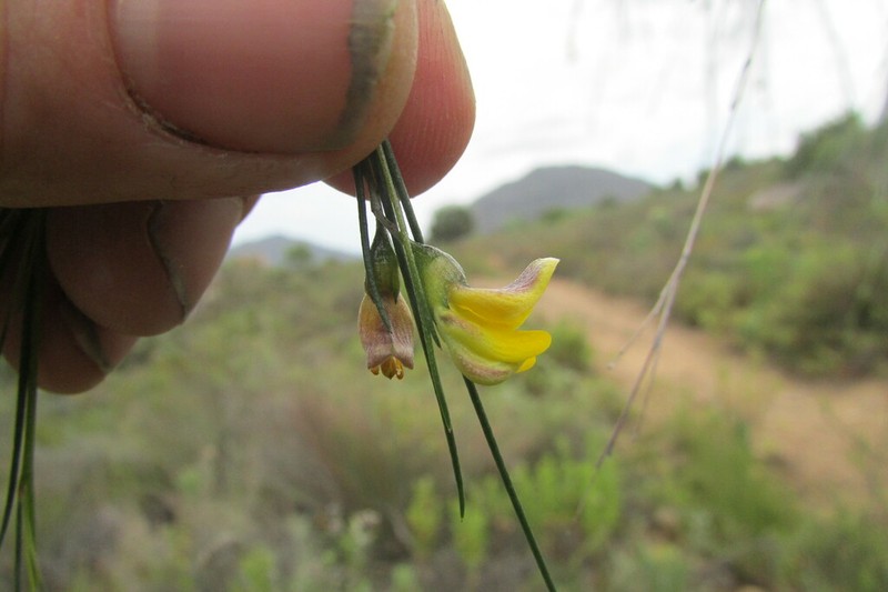Aspalathus pendula photo 3