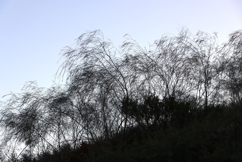 Aspalathus pendula photo 7