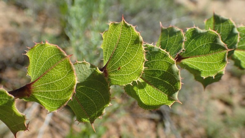 Aspalathus perfoliata