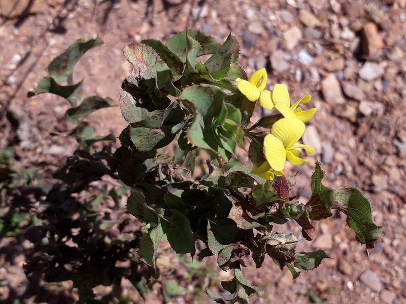 Aspalathus perfoliata photo 2