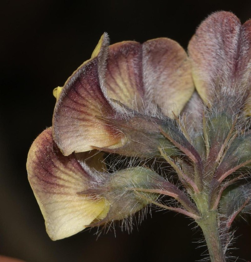Aspalathus perfoliata photo 3