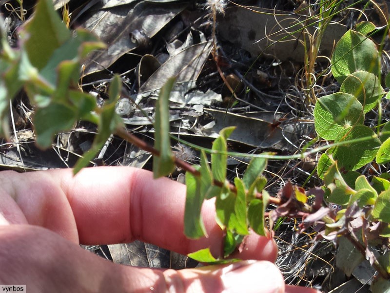 Aspalathus perfoliata photo 4