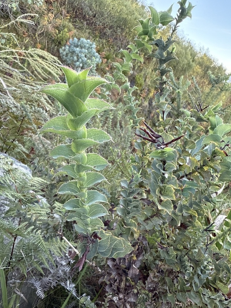 Aspalathus perfoliata photo 5