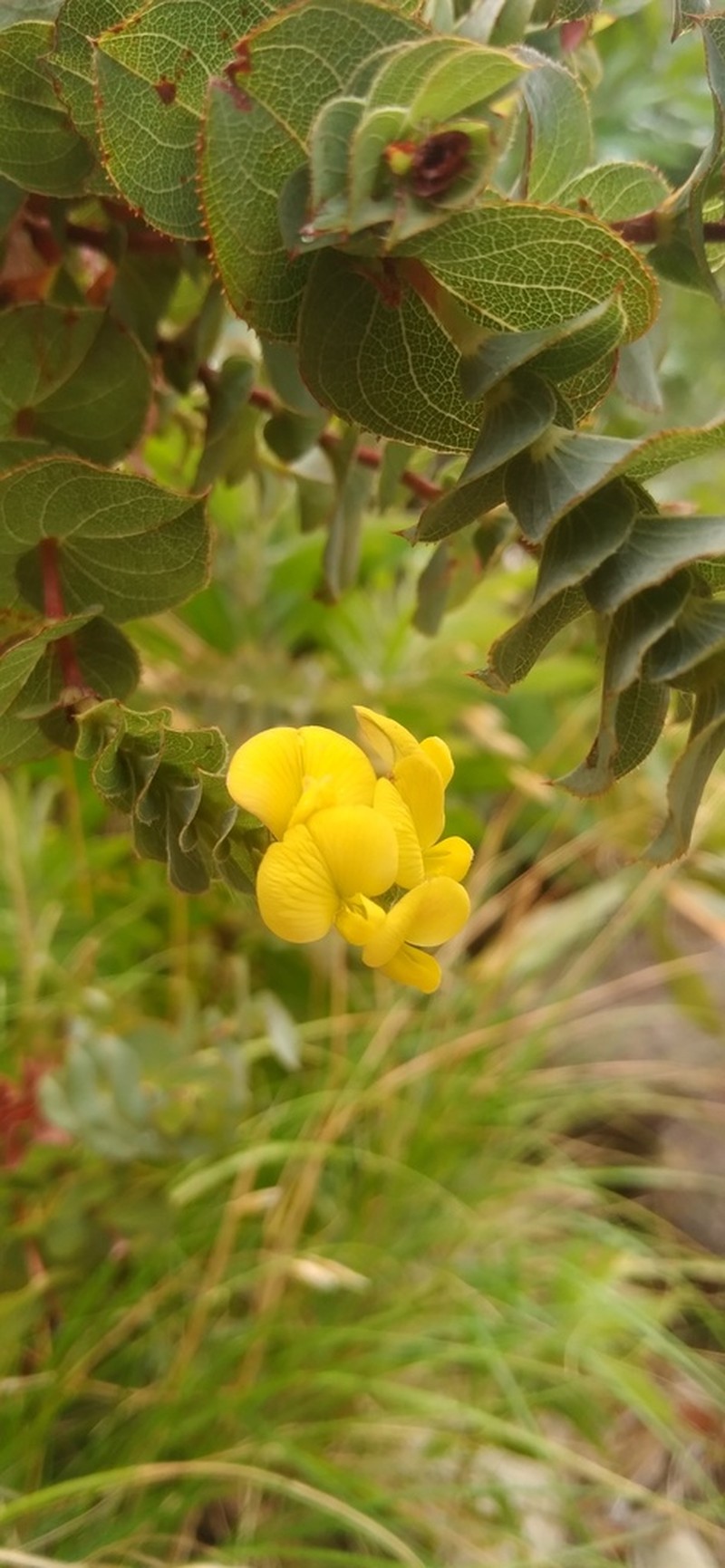 Aspalathus perfoliata photo 6