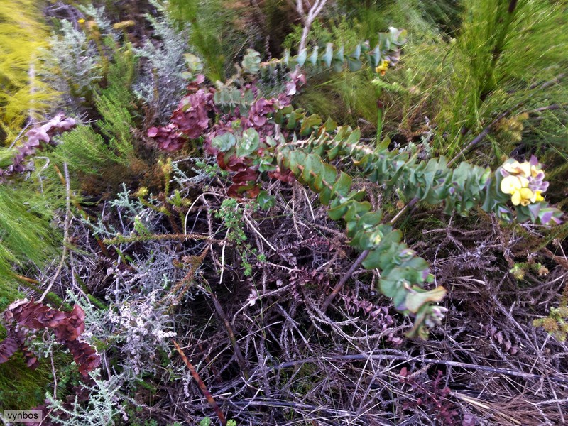 Aspalathus perfoliata photo 8