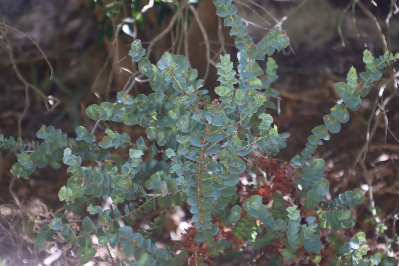 Aspalathus perfoliata subsp. perfoliata