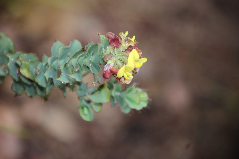 Aspalathus perfoliata subsp. perfoliata photo 2