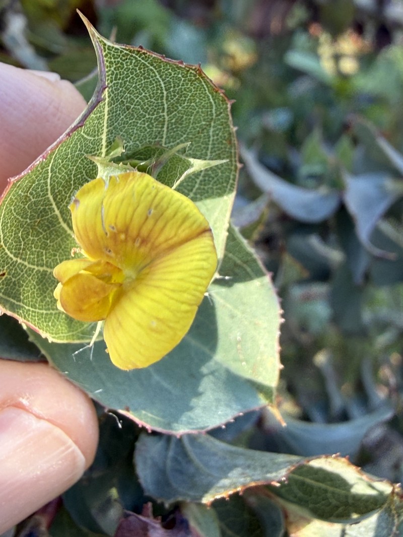 Aspalathus perfoliata subsp. perfoliata photo 3