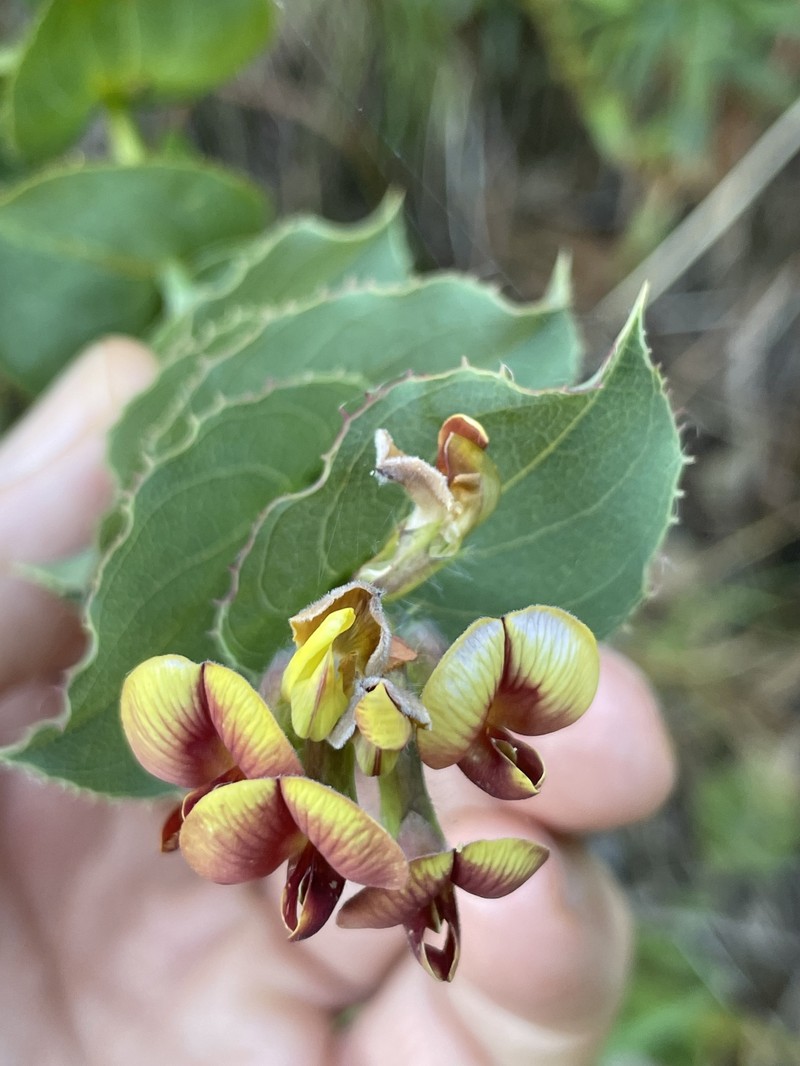 Aspalathus perfoliata subsp. perfoliata photo 4