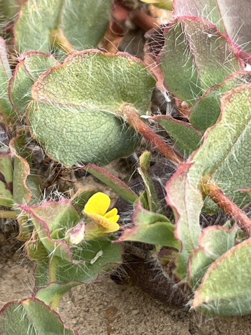 Aspalathus perforata