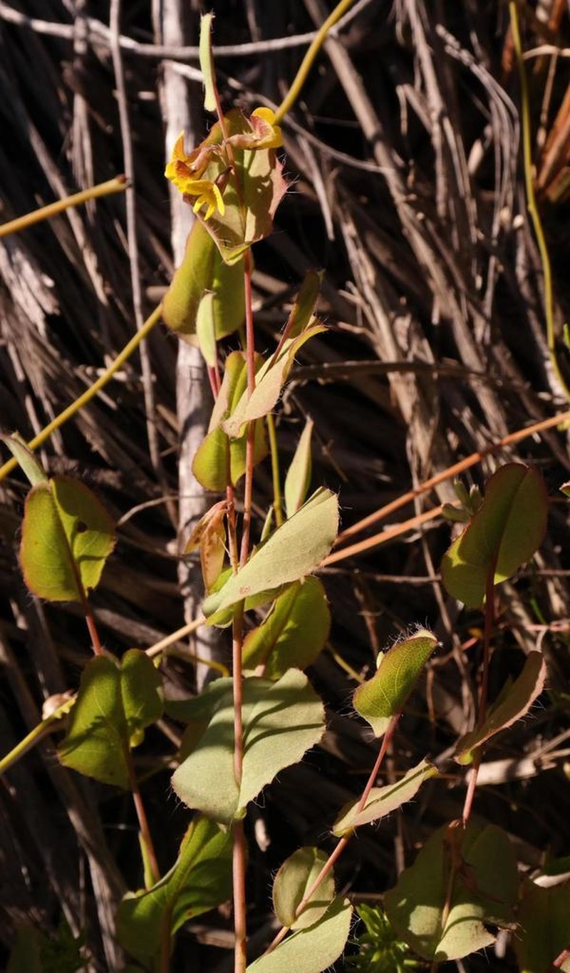 Aspalathus perforata photo 2