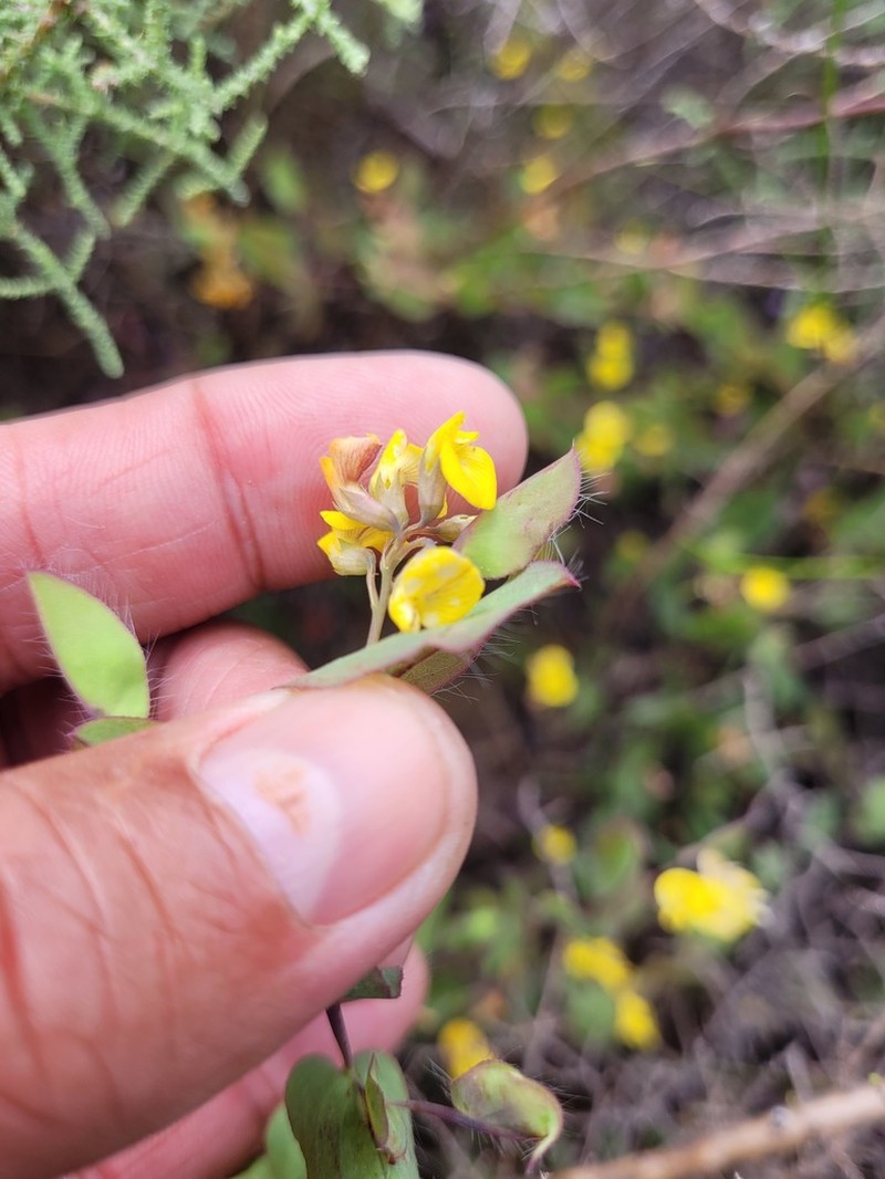 Aspalathus perforata photo 3