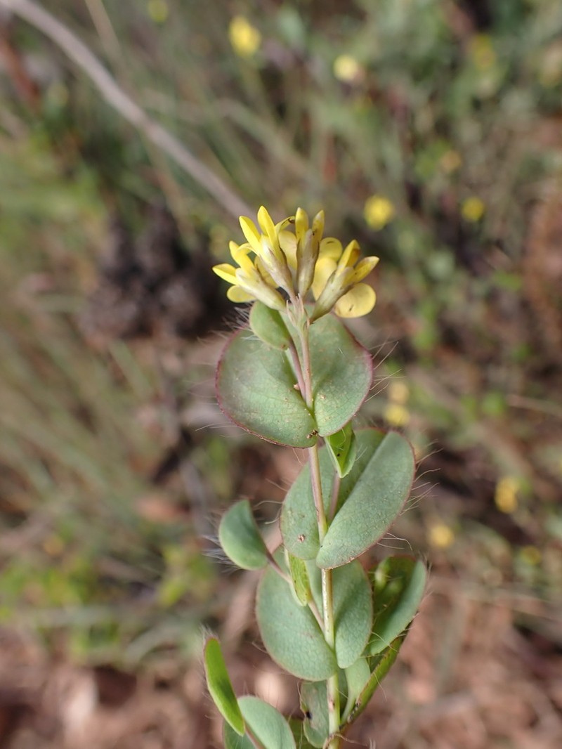 Aspalathus perforata photo 4