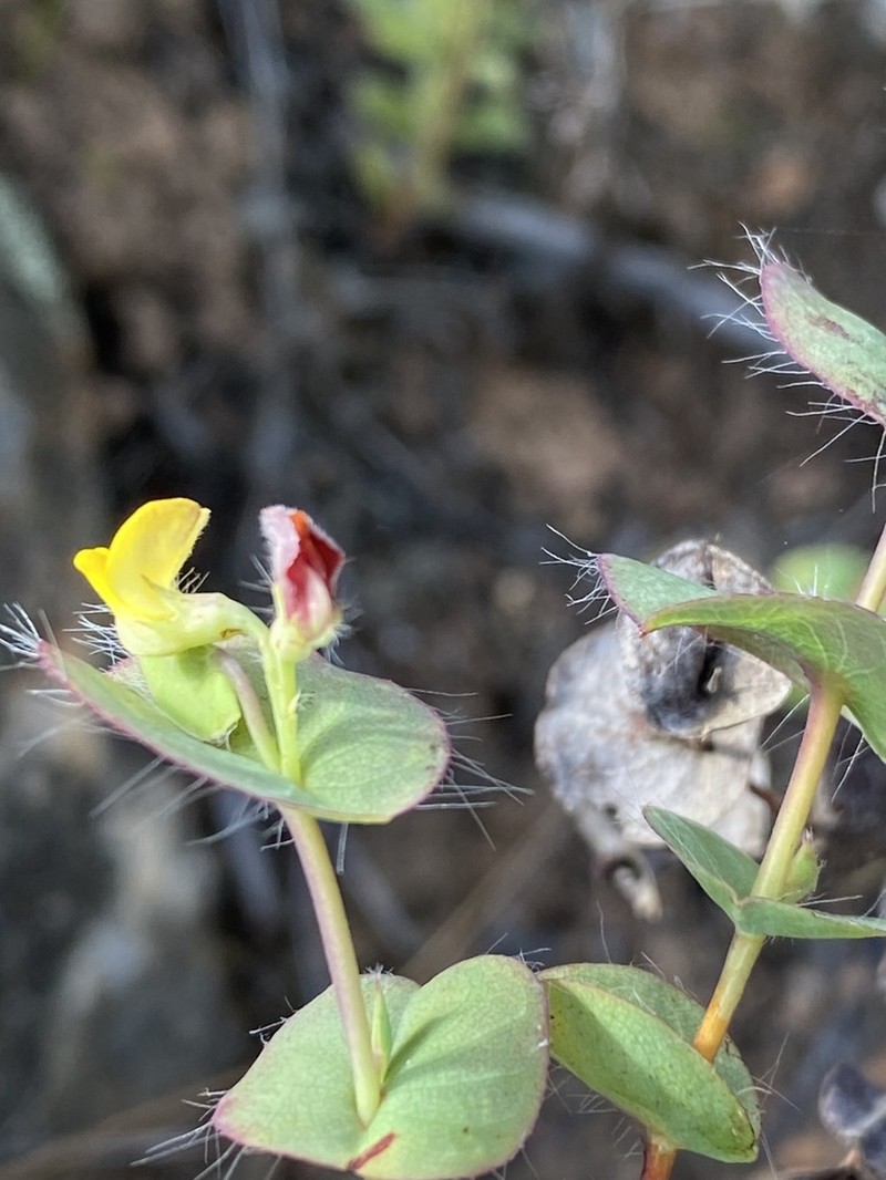 Aspalathus perforata photo 5