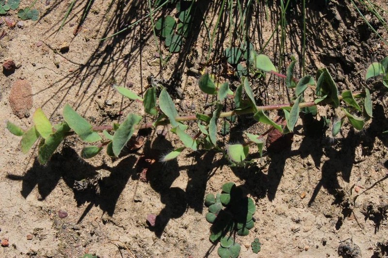 Aspalathus perforata photo 6
