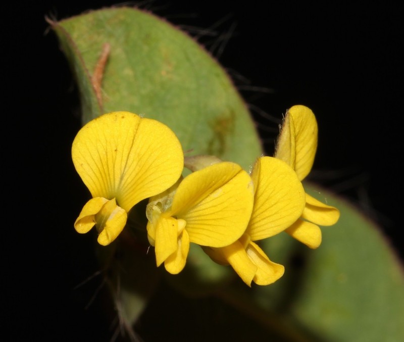 Aspalathus perforata photo 7