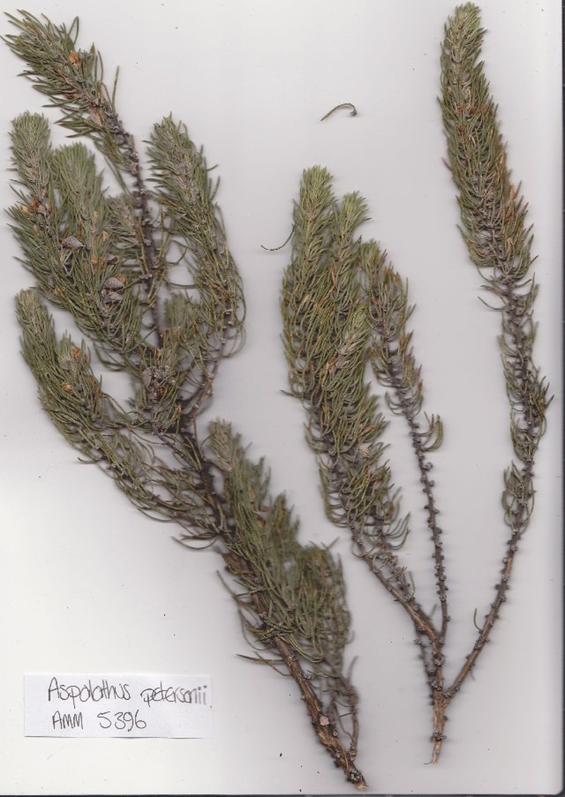Aspalathus petersonii photo 2