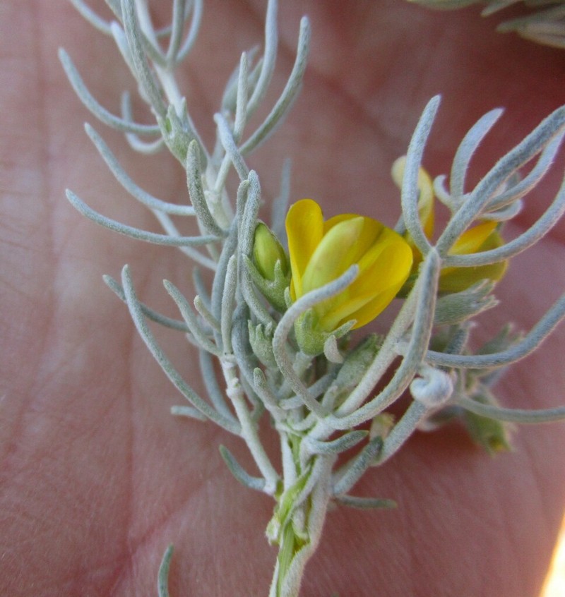 Aspalathus petersonii
