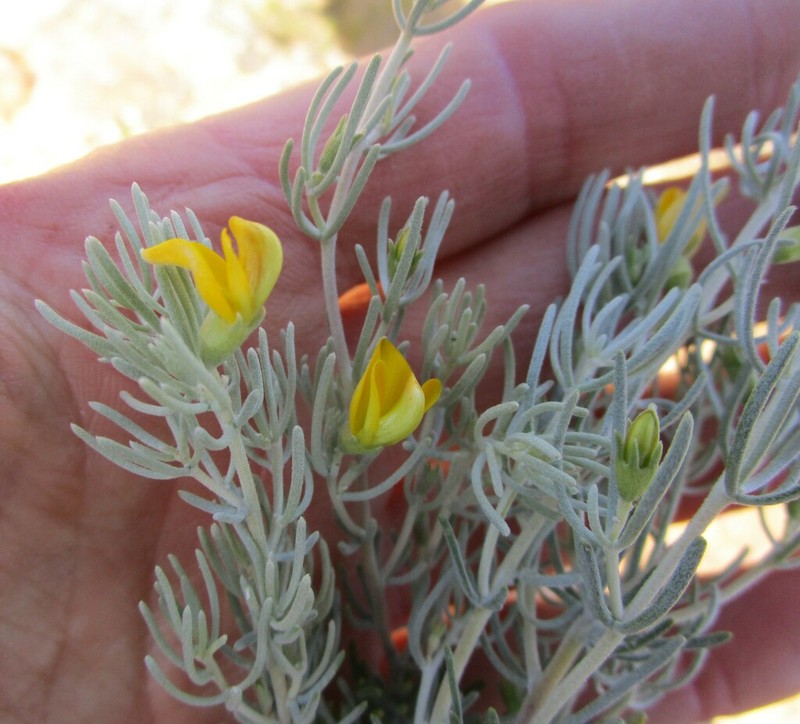 Aspalathus petersonii photo 3