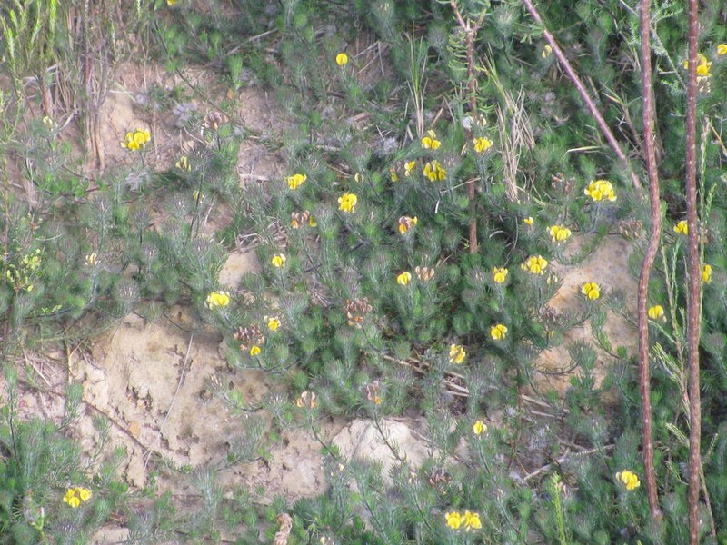 Aspalathus pigmentosa photo 2