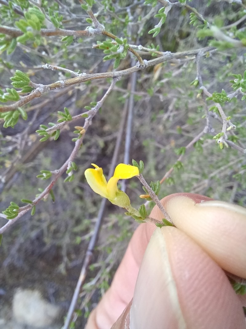 Aspalathus pilantha photo 2