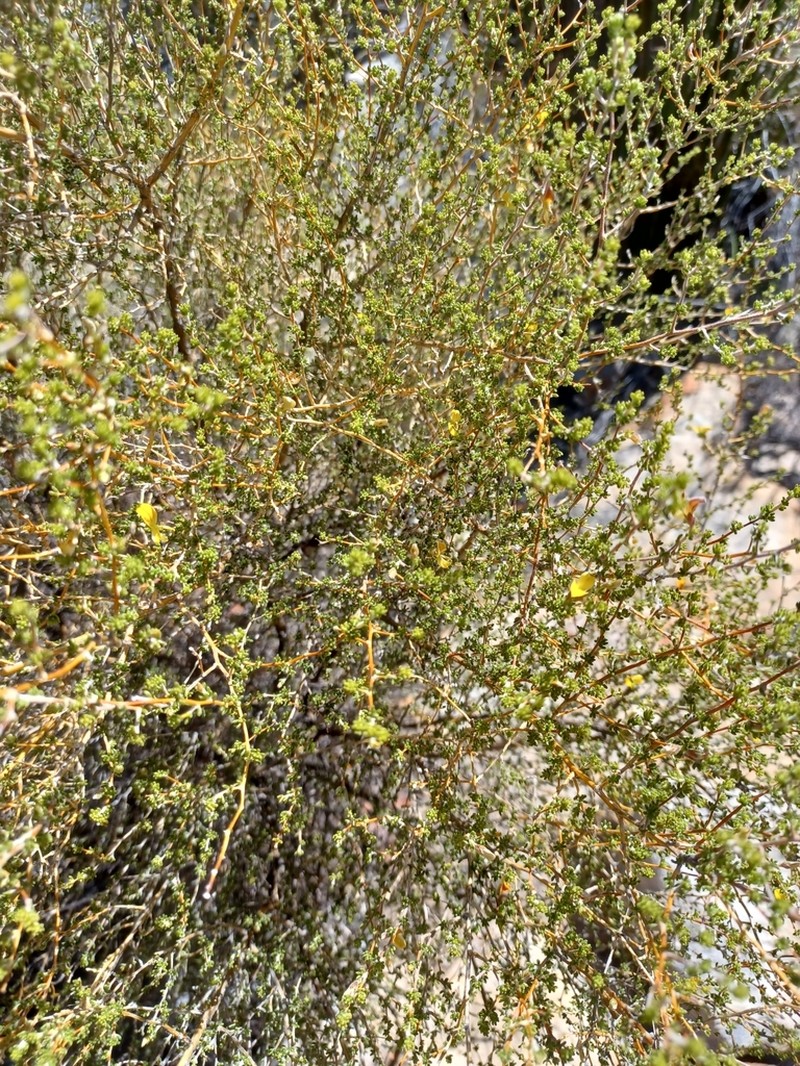 Aspalathus pilantha photo 4