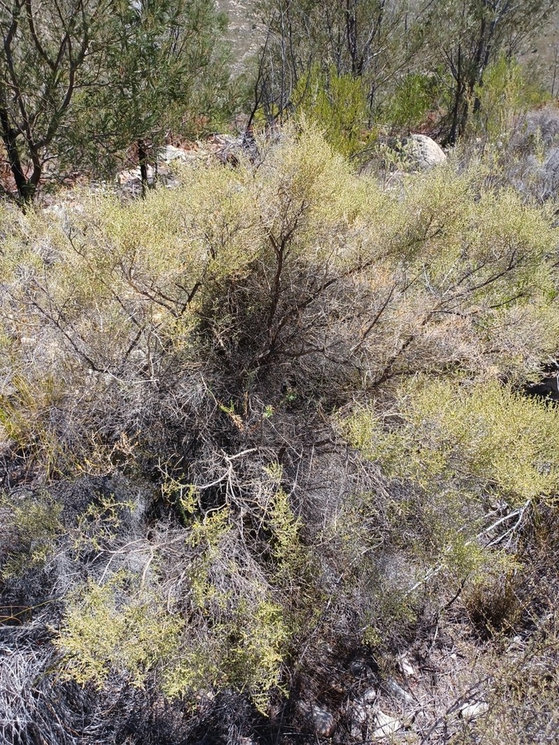 Aspalathus pilantha photo 5