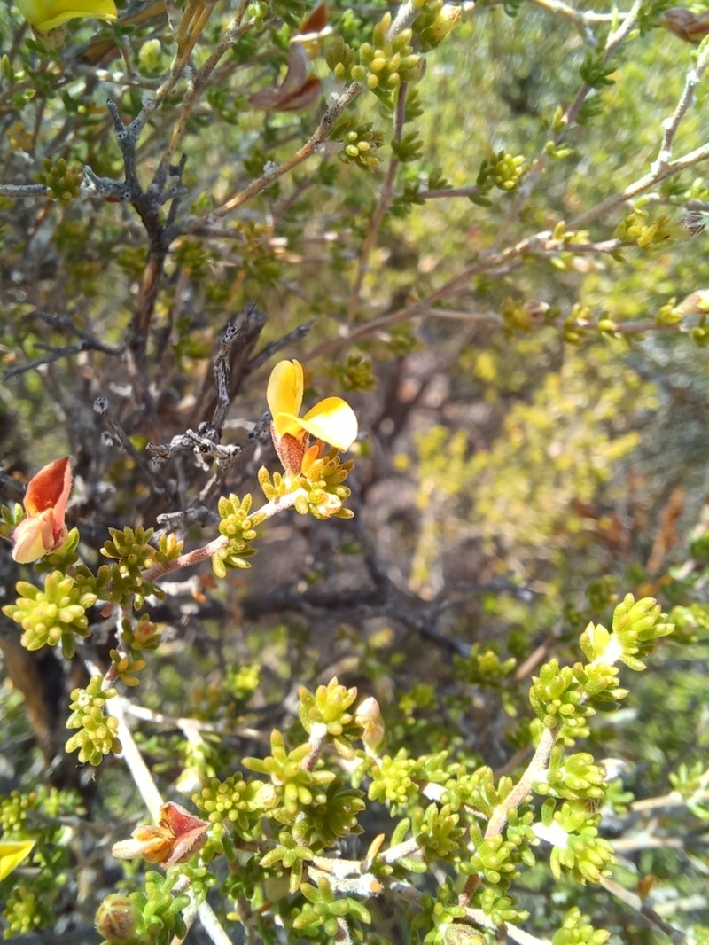 Aspalathus pilantha photo 6