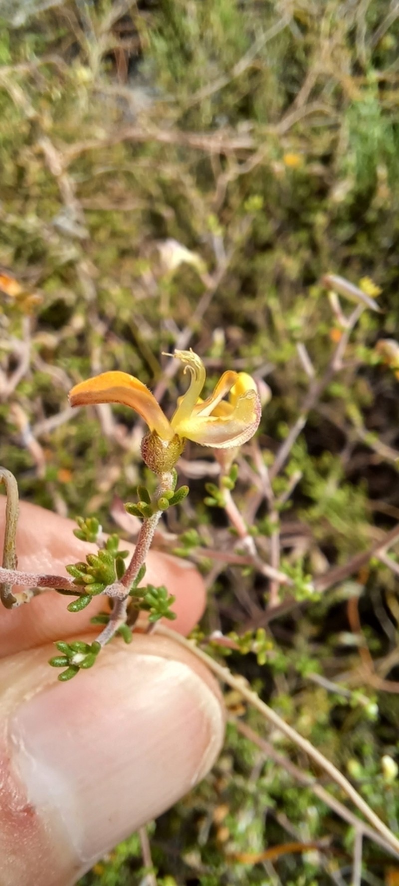 Aspalathus pilantha photo 7