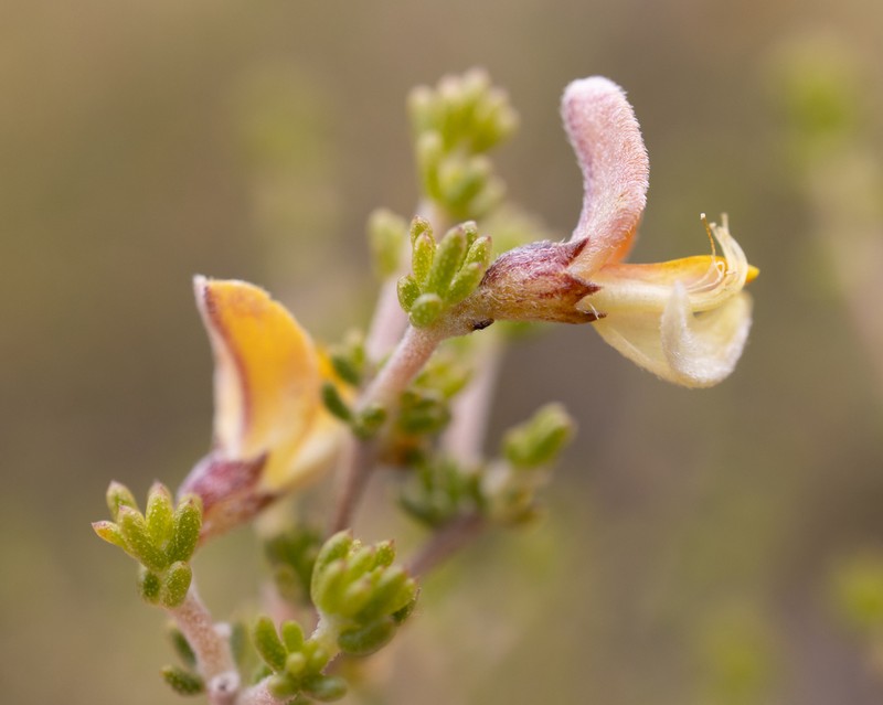Aspalathus pilantha photo 8