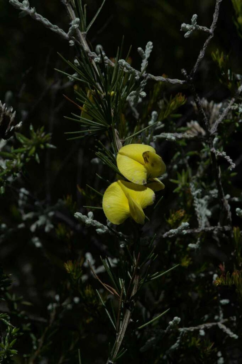 Aspalathus pinea photo 2