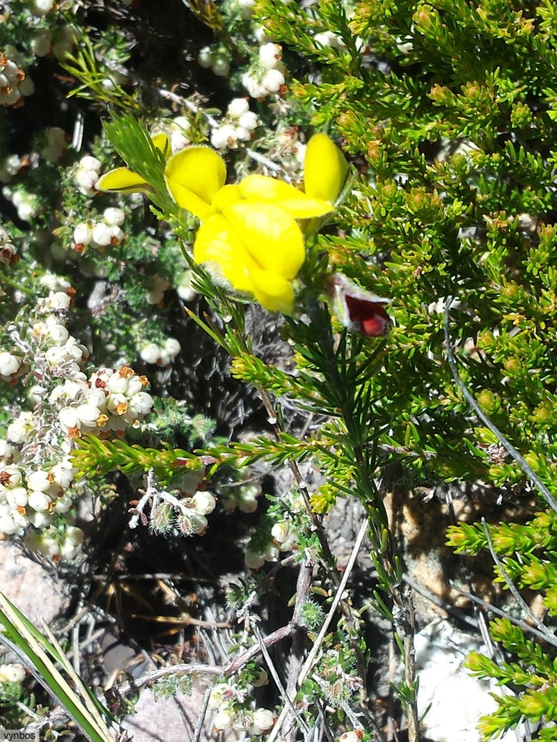 Aspalathus pinea photo 3
