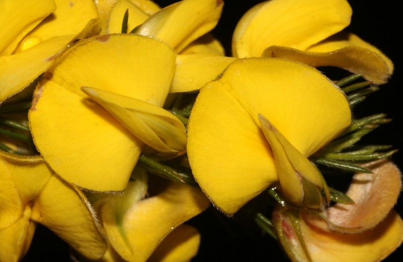 Aspalathus pinea photo 4