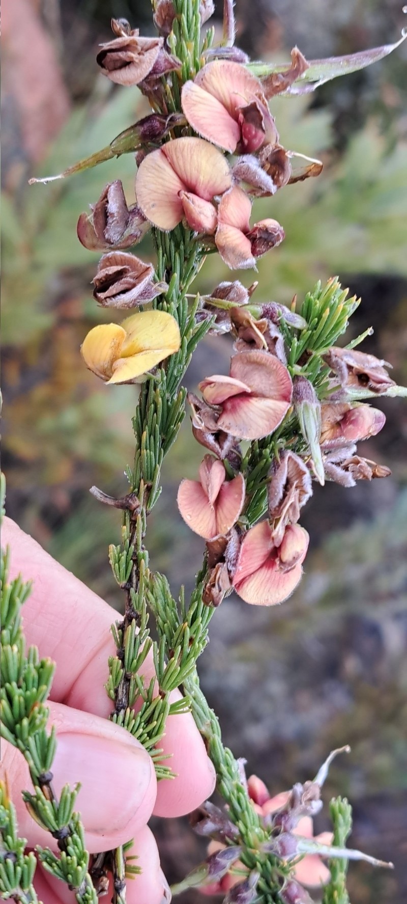 Aspalathus pinea subsp. pinea
