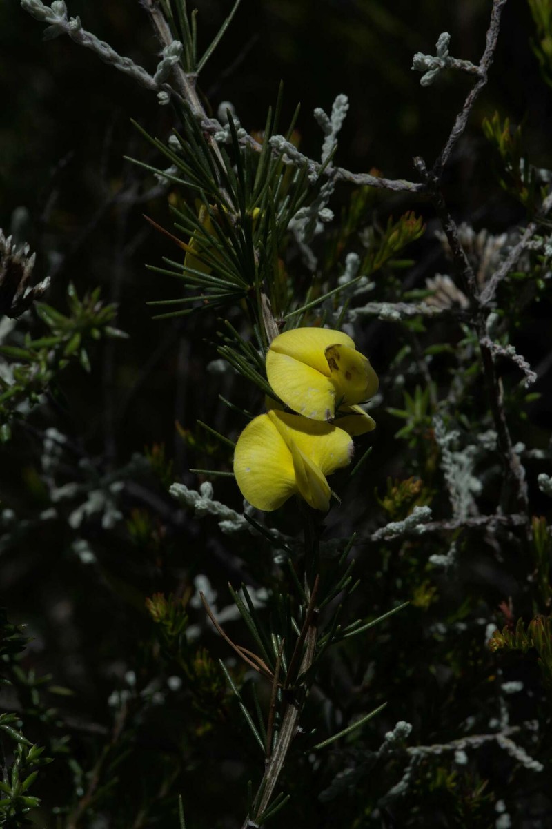 Aspalathus pinea subsp. pinea photo 2