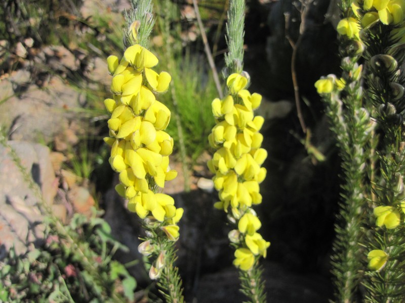 Aspalathus pinea subsp. pinea photo 3