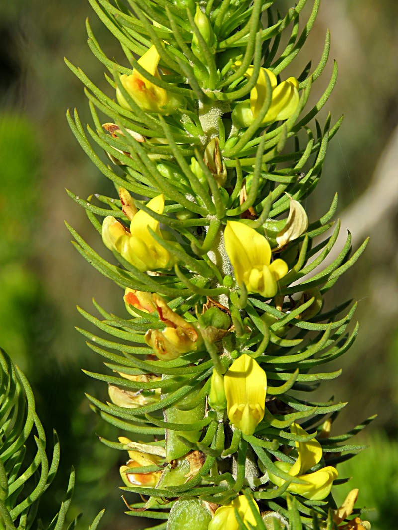 Aspalathus pinguis