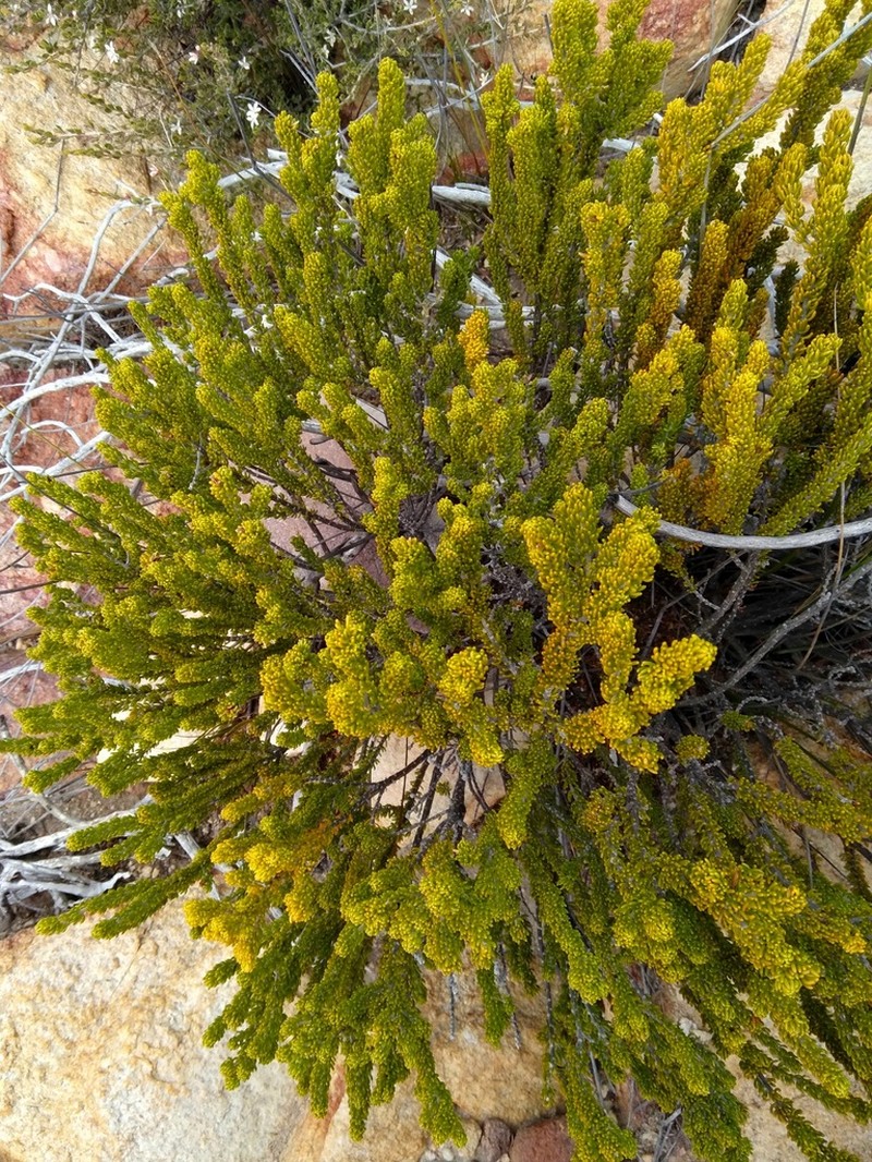 Aspalathus pinguis photo 2