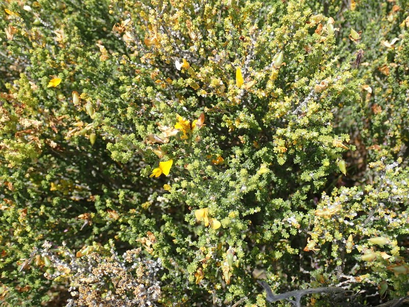 Aspalathus pinguis photo 3