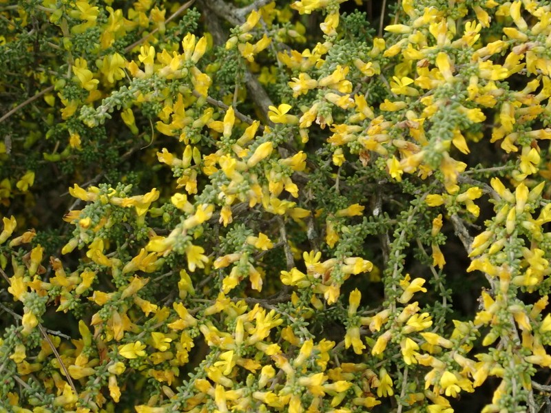 Aspalathus pinguis photo 5