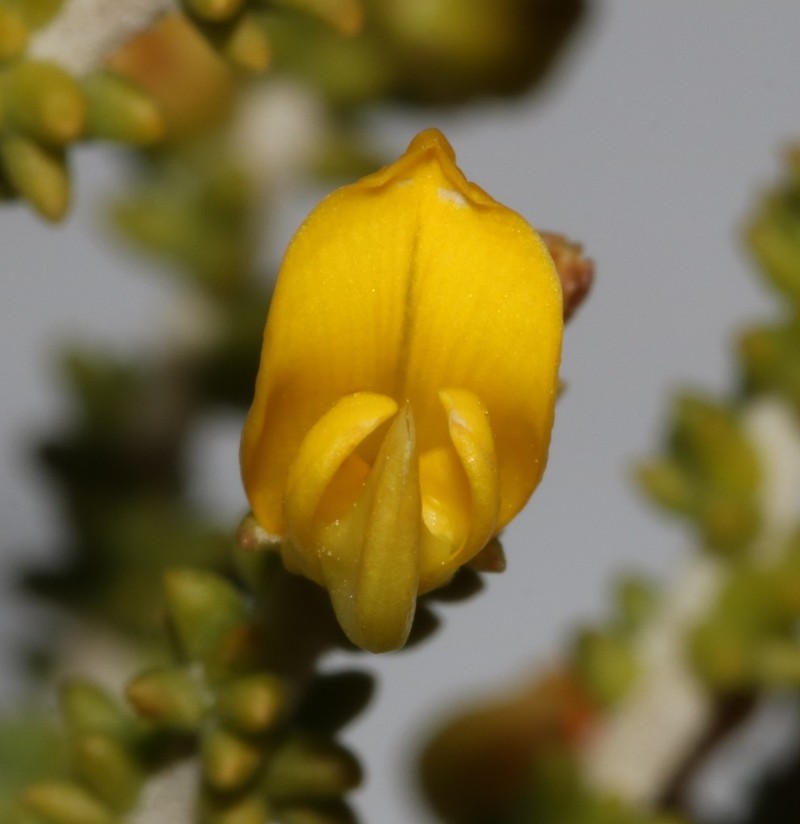 Aspalathus pinguis photo 6