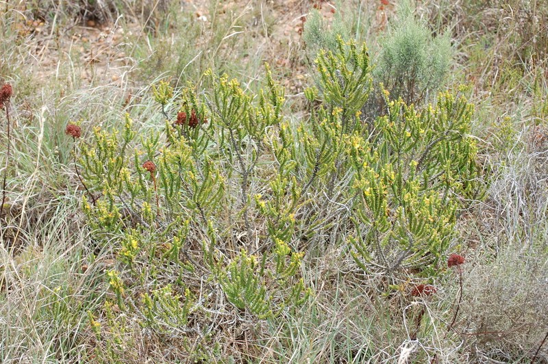 Aspalathus pinguis photo 7