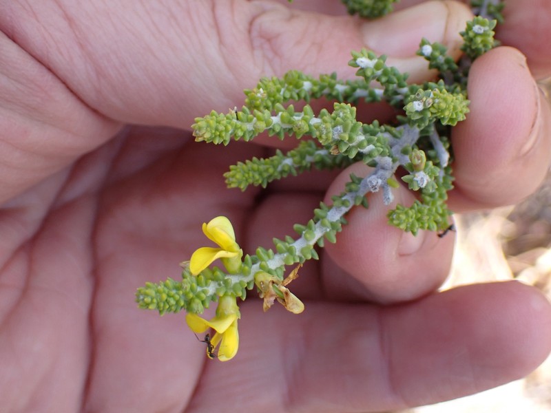 Aspalathus pinguis subsp. pinguis