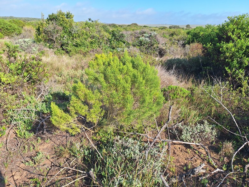 Aspalathus pinguis subsp. pinguis photo 2
